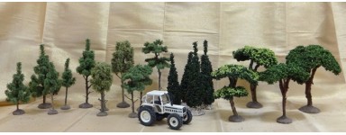 PINES AND SOFTWOODS